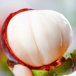 [솜사탕맛] 루비등급 망고스틴 하루20박스만, 1개, 500g(특품)