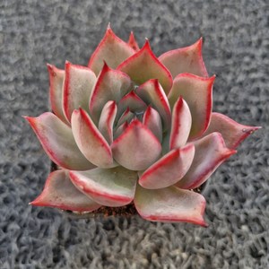 봄의정원 부케(소품) 다육, 1개, 계절따라 변함