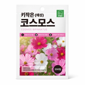 왜성 코스모스 씨앗 200립