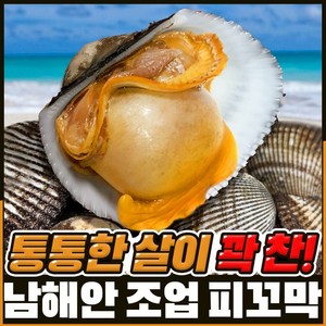 [남해직송] 살이꽉찬 피꼬막 당일새벽조업, 3kg, 1개