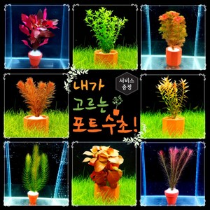 [미초 신상품 리뉴얼] 내가 고르는 포트수초! + 3개이상구매시서비스 증정 / 초보자용 어항 수초 / 수초 세트 / 구피 수초, 큰 포트, 02. 루드위지아 다이아몬드, 1개