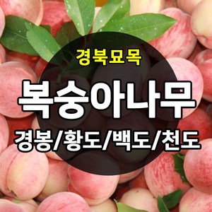 [경북농원] 복숭아나무 접목묘 특선 (경봉/백도/황도/천도/신비), 경봉 접목  상묘, 1개