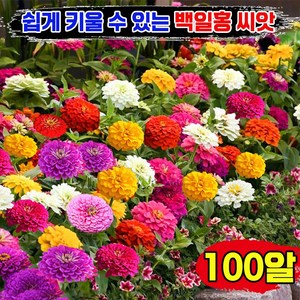 [개화기간 길다~!] 100/200/300 백일홍 씨앗 꽃모종 꽃씨 야생화 종자 화단 정원 텃밭, 100개