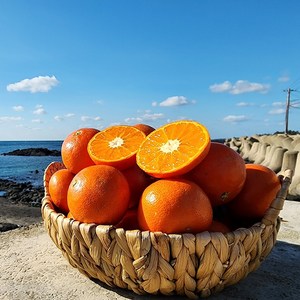 영태네농산물] 해풍으로 키운 제주 레드향, 1박스, 1kg : 소과