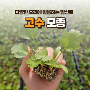 [고수모종] 정프러그 고수 모종 각종 요리에 어울리는 고수 모종, 6개