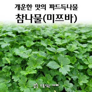 [모종심는아빠] 쌉싸름하고 개운한 맛의 참나물 모종 미쯔바, 1개