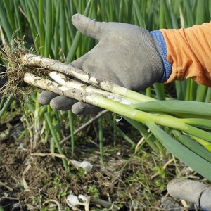 진도 유기농 흙대파 3kg 5kg (산지직송) 대파 당일수확, 유기농 흙대파 3kg(손질 후), 1개