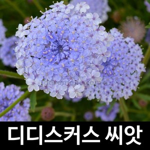 디디스커스 씨앗 꽃씨 꽃씨앗 종자 야생화 화초 50알, 1개