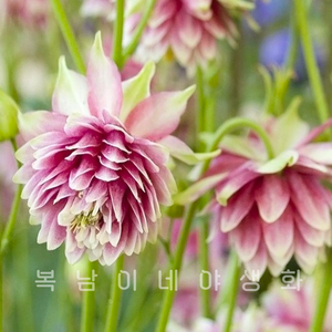 겹매발톱 노라바로우 [3포트 복남이네야생화 모종 매발톱꽃 aquilegia], 3개