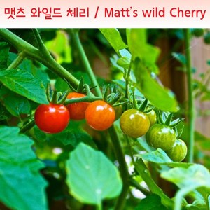 매츠 와일드체리 Matt's Wild Chey달콤한 희귀토마토 교육 체험용, 1개