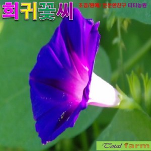 (꽃씨) 팝플러스 나팔꽃 다크블루 10립, 1개