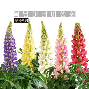 키작은 루피너스 루피니 [4포트 복남이네야생화 모종 카페식물 lupinus], 4개