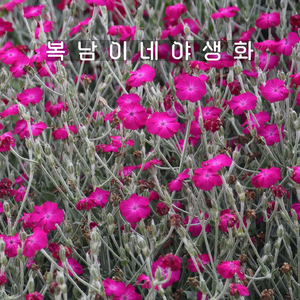 우단동자 [4포트 복남이네야생화 모종 애기동자 동자꽃 리크니스 코로나리아 lychnis], 4개