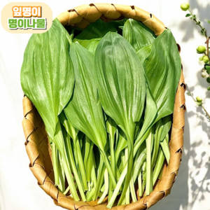[산지직송] 국내산 생 명이나물, 1개, 500g