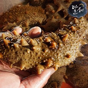 통영 자연산 해삼/해삼(대) 1kg, 1개, 해삼(대)1kg