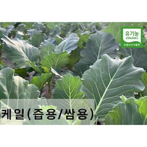 친환경 유기농 케일 (즙용/쌈용)새벽수확 산지직송, 즙용 2kg, 1박스