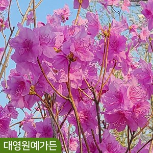 진달래 야생화 다년생 봄꽃 나무 꽃, 포트 (키50cm내외) 5개, 1세트