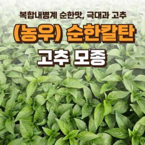[순한칼탄 고추 모종] 정프러그 순한칼탄 고추 모종 복합내병계 순한맛 72구, 36개