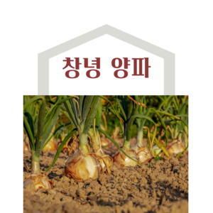 국내산 창녕 햇양파 산지직송 5kg 10kg 20kg, 10kg(소), 1개