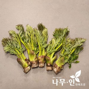 [나무인] 개량참두릅 신구품종 5개