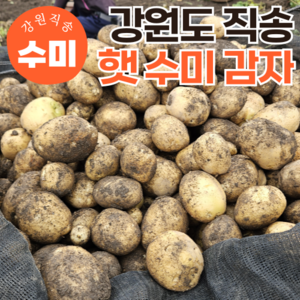 [특품선별] 국내산 강원도 24년 햇감자 수미감자, 1kg(특대), 1개