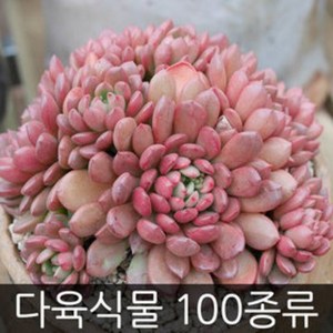 제이팟 다육이 키우기 쉬운 국민 다육식물 200종류 판매 미니 화분, A01. 무작위발송, 1개