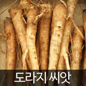 도라지 씨앗 야생초 종자 약용 씨 토종 재래종 3000알, 1개