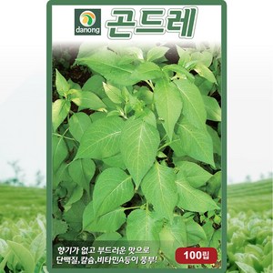 다농 곤드레 씨앗 100립 곤드레나물 씨 토종 약초 산채 나물 종자, 1개