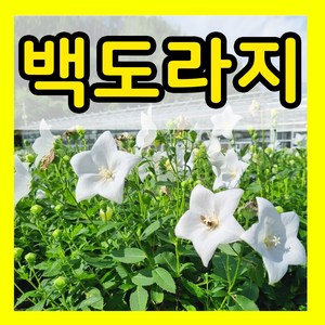 백도라지 씨앗 1000립 도라지 씨 키우기 종자 파종, 1개