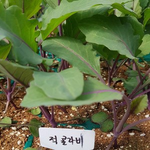 적콜라비 모종 (적색)2개 (1개 주문시 2개입니다)