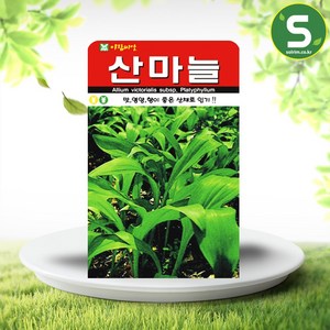 솔림텃밭몰 산마늘씨앗 50립 산마늘 명이나물씨앗 산채 보양채, 1개