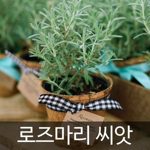 로즈마리 씨앗 허브씨앗 허브씨 향신료 종자 씨 30알, 1개