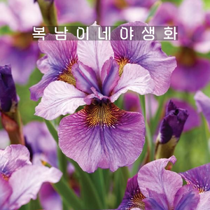 아이리스 시베리안 매드햇 [1포트 복남이네야생화 모종 붓꽃 iis sibeian], 1개