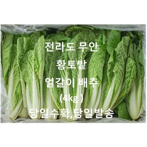 전라도 무안 황토밭.당일 수확 발송. 얼갈이 배추 4kg 내외, 1개, 얼갈이 배추 박스 4kg