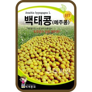 주주씨앗 백태콩 30g / 메주콩 씨앗 종자 콩재배 텃밭가꾸기 채소심기, 1개