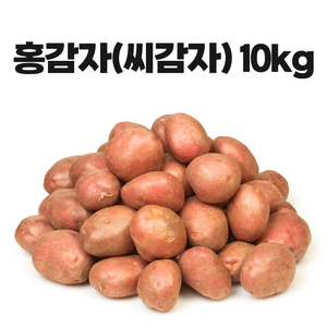 영진팜 강원도 홍감자 종자 씨감자 왕산면 로즈 카스텔라 감자 씨앗, 10kg, 1개