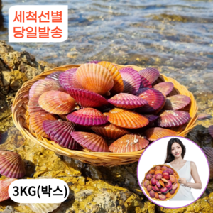 1급청정해수 통영 가리비 홍가리비 산지직송, 1박스, 3kg (특품)