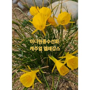 [비젼플라워] (야생화놀이터)-노지월동-골든벨-미니 원종수선화-캐주얼 엘레상스, 1개, 00