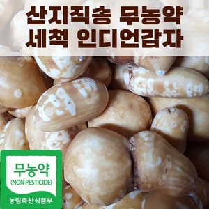 산지직송 국내산 세척 인디언감자 아피오스 콩감자, 1박스, 3kg(중)