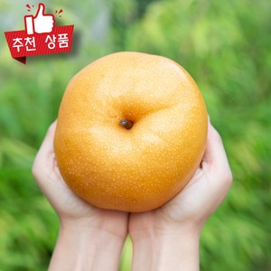 [농협상품] 달달한 고당도 신고배 가정용 나주배 햇배, 1개, 대과 x 4개