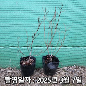 착한가격 나무생각 / 블루베리 / 엘리어트 / 삽목2년 / 포트, 1개