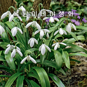 설강화 갈란서스 [2포트 포트당2구식재 복남이네야생화 스노우드롭 galanthus], 2개