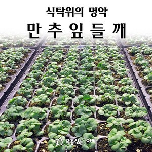 [모종심는아빠] 식탁위에 명약 만추 잎들깨, 모종3포트, 1개