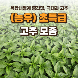 [초특급 고추 모종] 정프러그 초특급 고추 모종 복합내병계 중간맛 72구, 6개