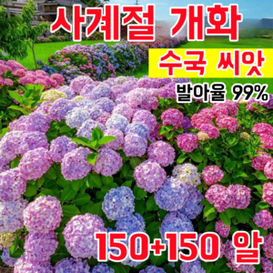 [발아율 99%] 사계절 개화 수국 씨앗 초장기 개화 대형 꽃다발 정원 베란다 초보자 친화적 재배, 300개