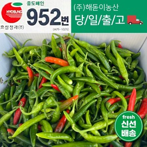 <해돋이농산> 국내산 햇 청양고추 매운고추 못난이 상품 5kg(반홍이 섞여 있을수도 있습니다.), 5kg(상), 1개