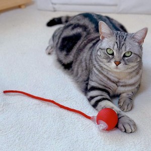 MAAH 고양이 혼자노는 자동 장난감 스마트 볼 장난감 로프 SCB-01 [KC인증], 1개, 레드