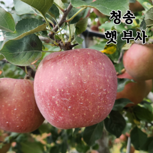 청송 고산지 고당도 햇 부사 [당도선별] 가정용 선물용 2kg 3kg 5kg 10kg 산지직송, 1박스, 혼합과 2kg (5~9과)