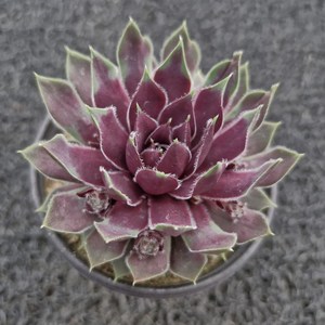 봄의정원 삼색 바위솔-2.8/월동다육, 1개