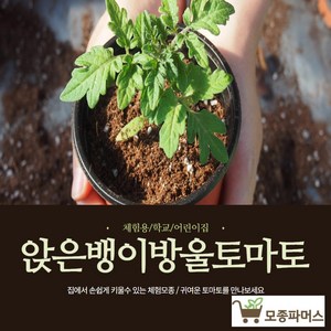 앉은뱅이 방울토마토 모종 10(개) (모종파머스), 10개